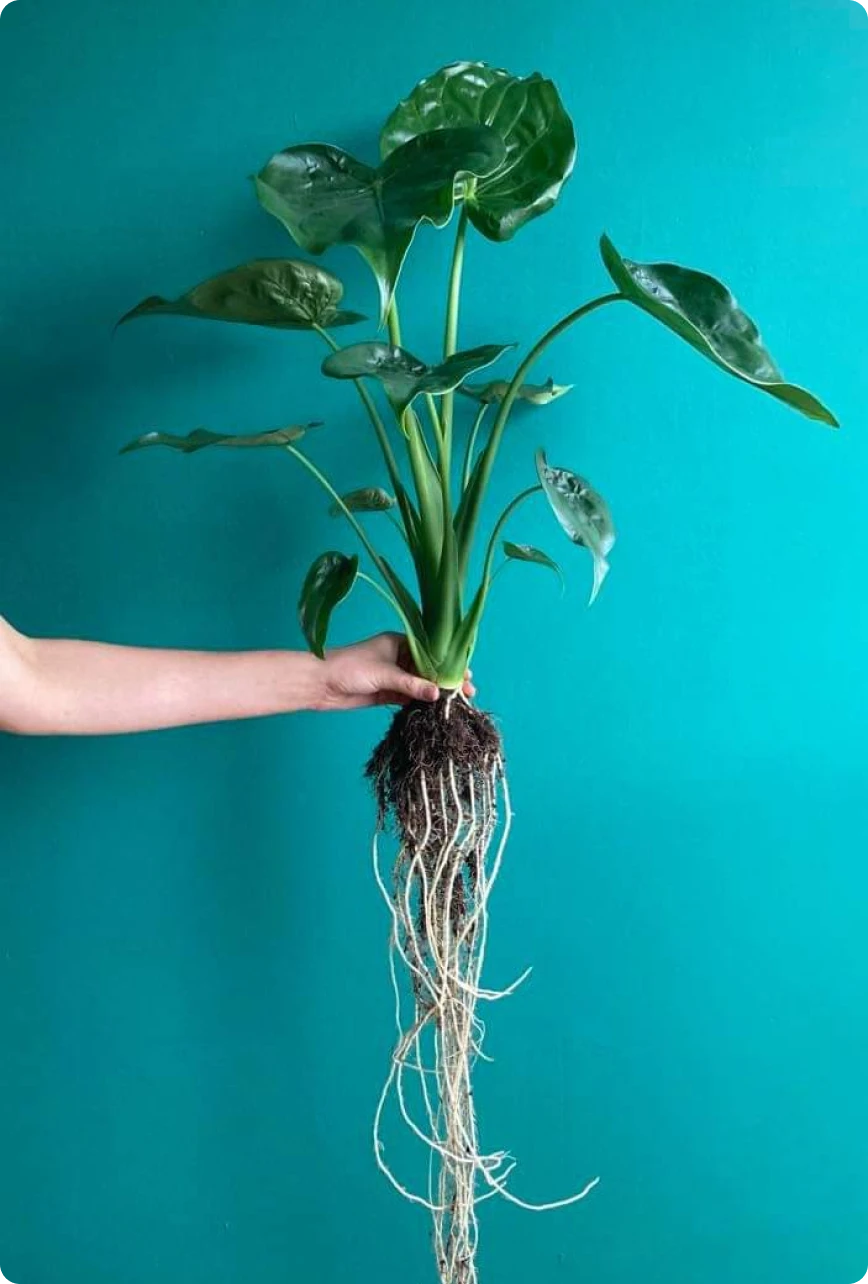 Roślinna wiedza - wszędzie  i dla każdego